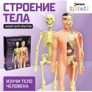 Научный опыт «Строение тела»